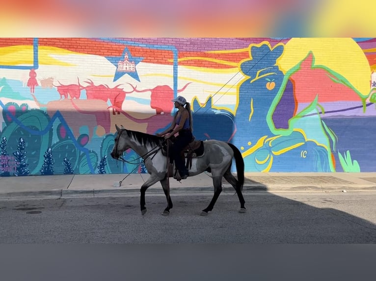 American Quarter Horse Wałach 15 lat 152 cm Overo wszelkich maści in Weatherford TX