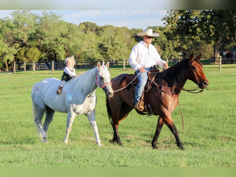 American Quarter Horse Wałach 15 lat 152 cm Siwa in Cleburne TX