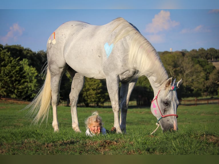 American Quarter Horse Wałach 15 lat 152 cm Siwa in Cleburne TX