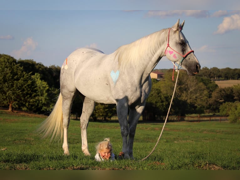 American Quarter Horse Wałach 15 lat 152 cm Siwa in Cleburne TX