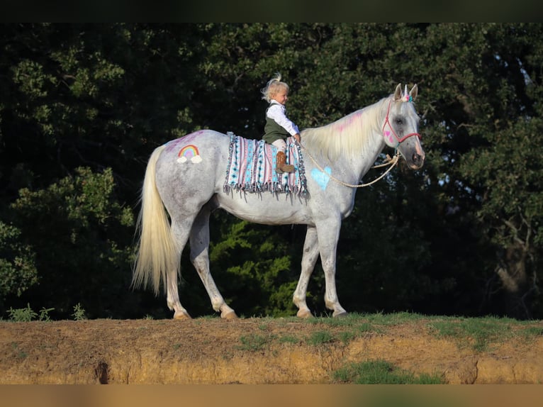 American Quarter Horse Wałach 15 lat 152 cm Siwa in Cleburne TX