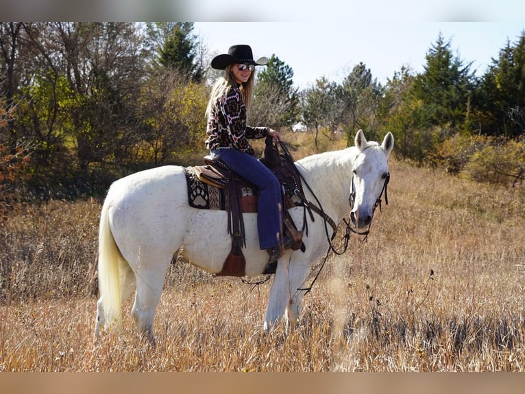 American Quarter Horse Mix Wałach 15 lat 152 cm Siwa in Valley Springs, SD