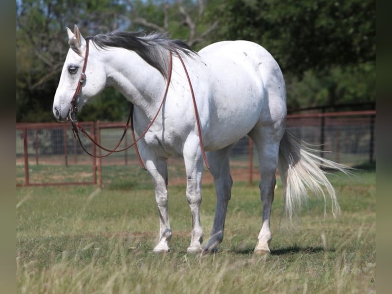 American Quarter Horse Wałach 15 lat 152 cm Siwa in Weatherford TX