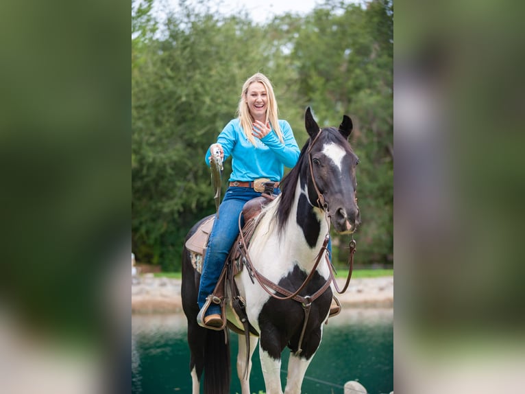 American Quarter Horse Wałach 15 lat 152 cm Tobiano wszelkich maści in Murietta  CA