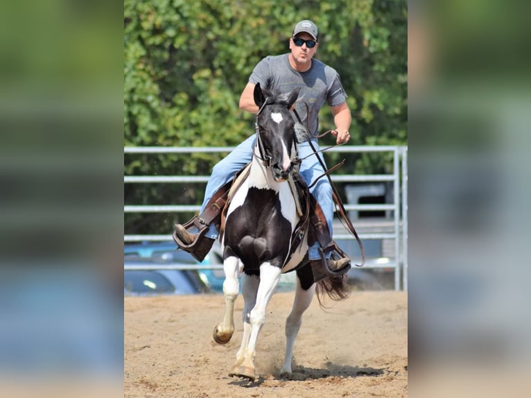 American Quarter Horse Wałach 15 lat 152 cm Tobiano wszelkich maści in Millersburg PA