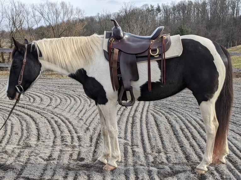 American Quarter Horse Wałach 15 lat 152 cm Tobiano wszelkich maści in Millersburg PA