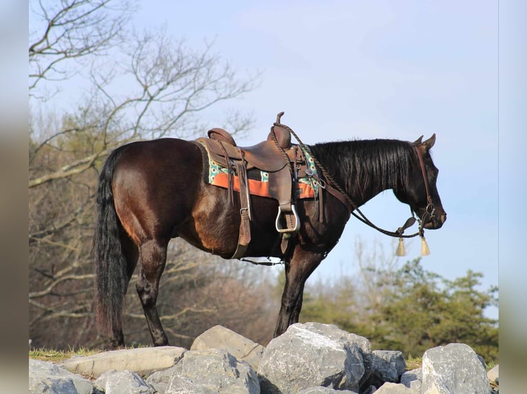 American Quarter Horse Wałach 15 lat 155 cm Gniada in Rebersburg