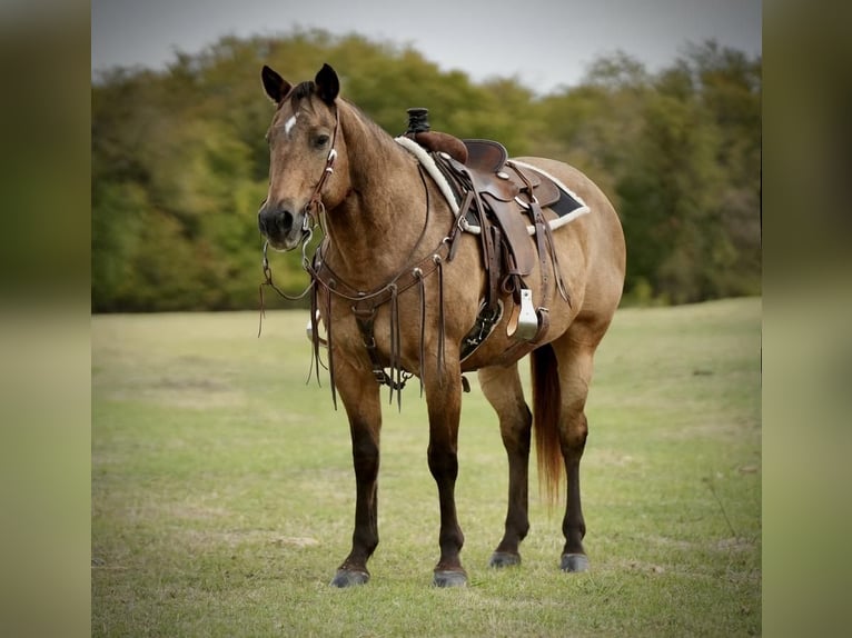 American Quarter Horse Wałach 15 lat 155 cm Jelenia in Weatherford, TX