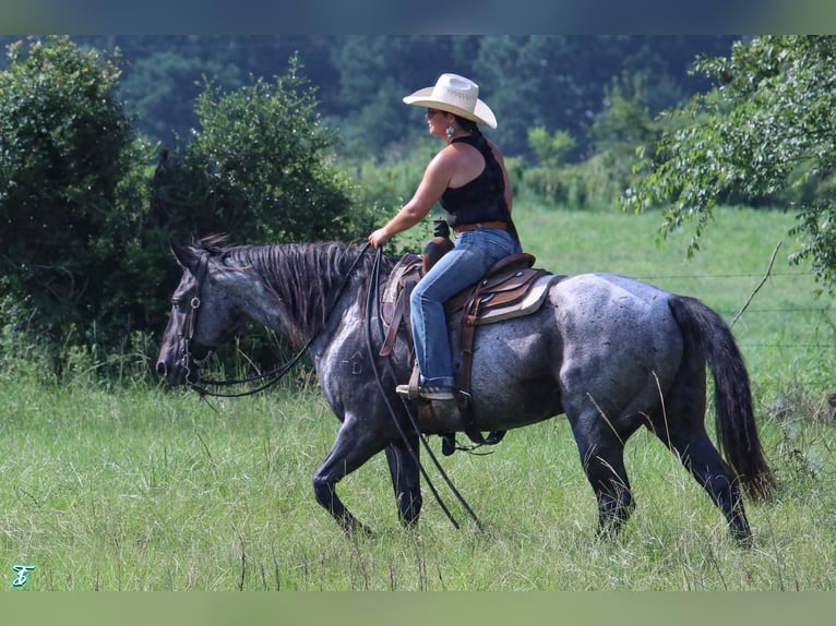 American Quarter Horse Wałach 15 lat 155 cm Karodereszowata in Carthage, TX