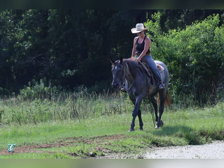 American Quarter Horse Wałach 15 lat 155 cm Karodereszowata in Carthage, TX