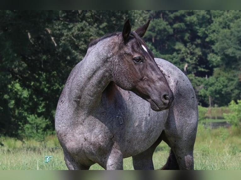 American Quarter Horse Wałach 15 lat 155 cm Karodereszowata in Carthage, TX