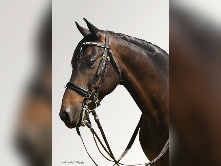 American Quarter Horse Wałach 15 lat 155 cm Tobiano wszelkich maści in Oelwein IA