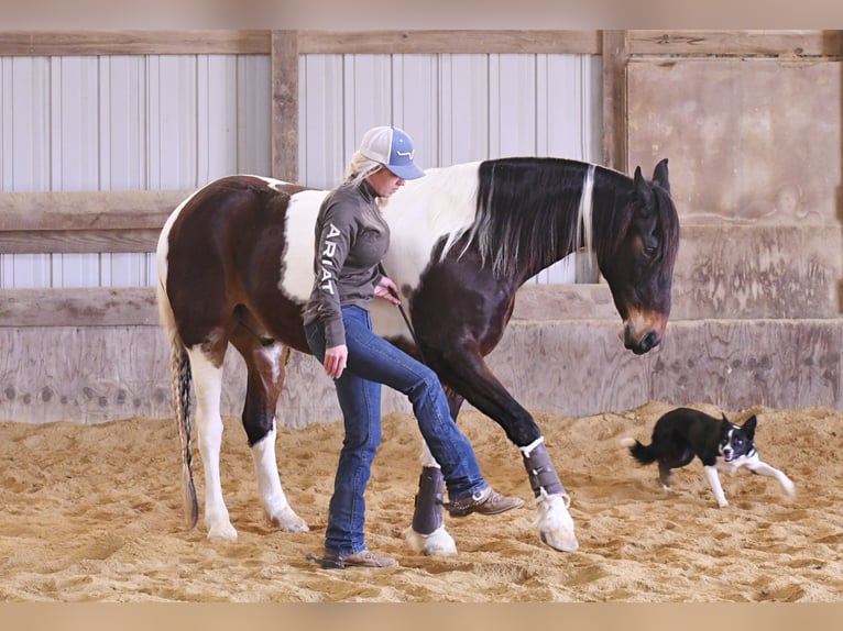 American Quarter Horse Wałach 15 lat 155 cm Tobiano wszelkich maści in Oelwein IA