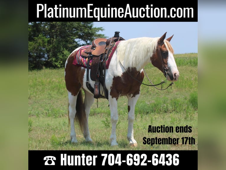 American Quarter Horse Wałach 15 lat 155 cm Tobiano wszelkich maści in Madill OK