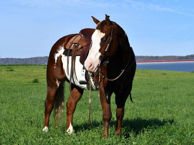 American Quarter Horse Mix Wałach 15 lat 155 cm in Rebersburg, PA