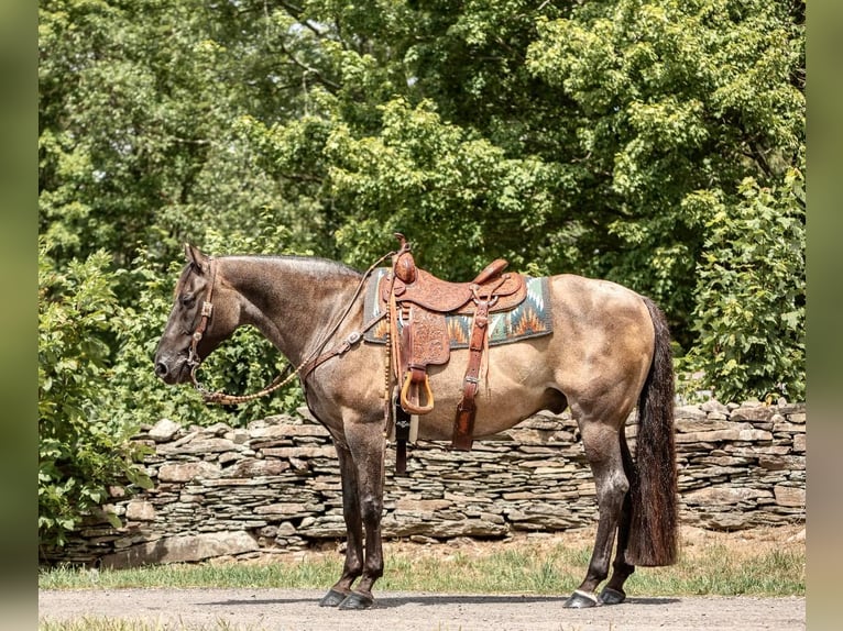 American Quarter Horse Wałach 15 lat 157 cm Grullo in Everett PA