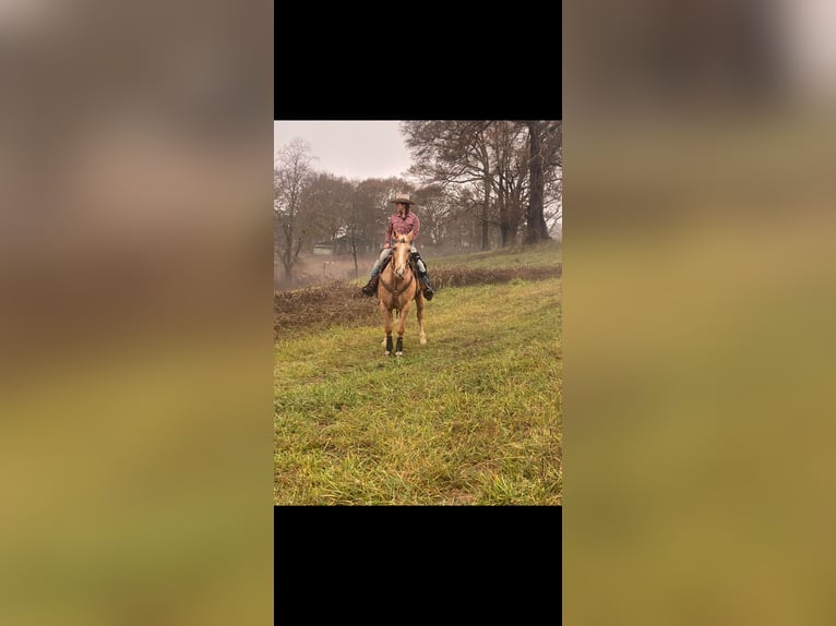 American Quarter Horse Wałach 15 lat 157 cm Izabelowata in Pickens SC