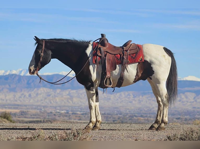 American Quarter Horse Wałach 15 lat 157 cm Tobiano wszelkich maści in Brooksville KY