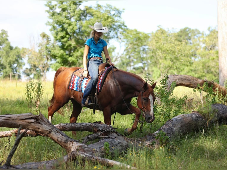 American Quarter Horse Wałach 15 lat 163 cm Ciemnokasztanowata in Huntsville TX