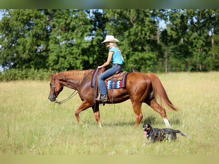 American Quarter Horse Wałach 15 lat 163 cm Ciemnokasztanowata in Huntsville TX