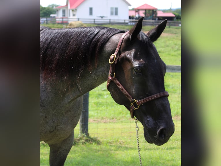 American Quarter Horse Wałach 15 lat 163 cm Karodereszowata in Borden IN