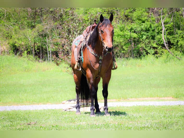 American Quarter Horse Wałach 15 lat 165 cm Gniadodereszowata in Flemingsburg Ky