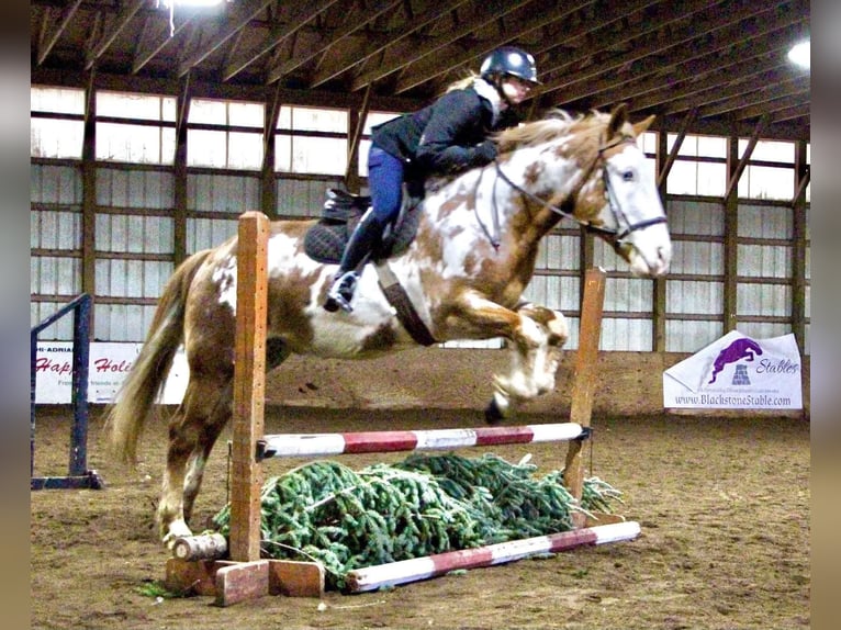 American Quarter Horse Wałach 15 lat 168 cm Overo wszelkich maści in Highland MI