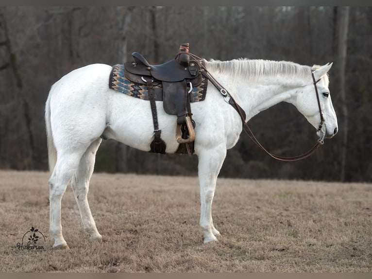 American Quarter Horse Wałach 15 lat 173 cm Siwa in Baldwyn, MS