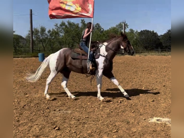 American Quarter Horse Wałach 15 lat Ciemnokasztanowata in Lipan TX