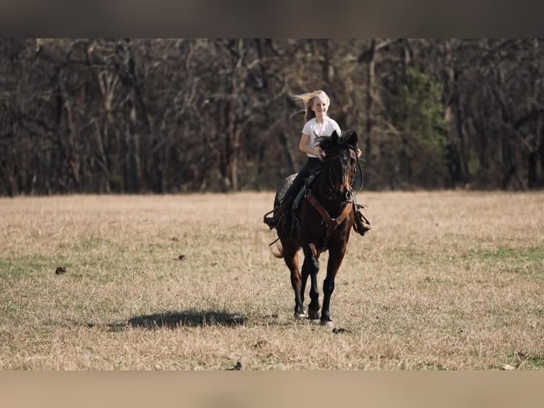 American Quarter Horse Wałach 15 lat Gniada in Weatherford, TX