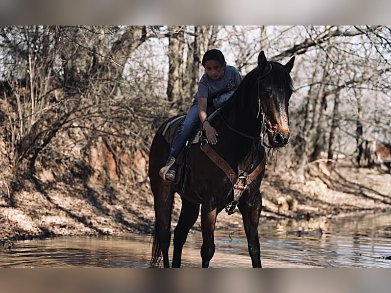 American Quarter Horse Wałach 15 lat Gniada in Weatherford, TX