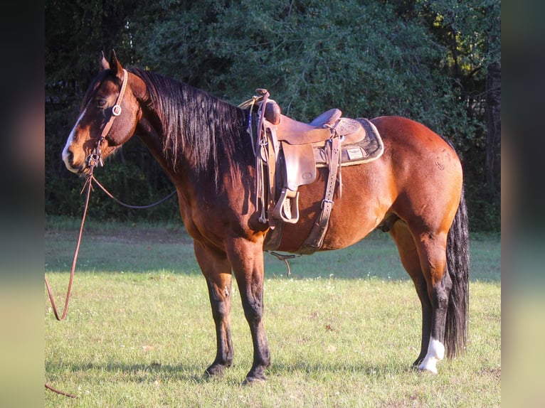 American Quarter Horse Wałach 15 lat Gniada in Rusk TX