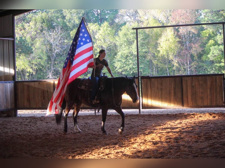 American Quarter Horse Wałach 15 lat Gniada in Rusk TX