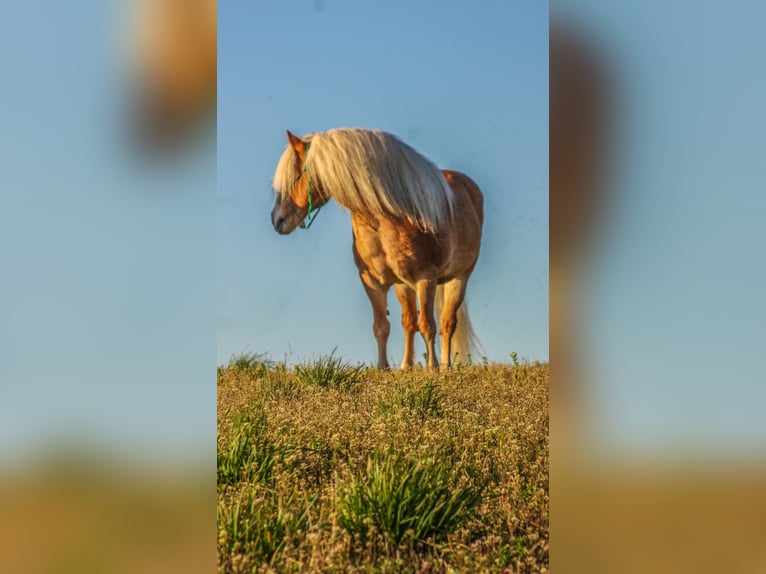 American Quarter Horse Wałach 15 lat Izabelowata in Walkerton IN