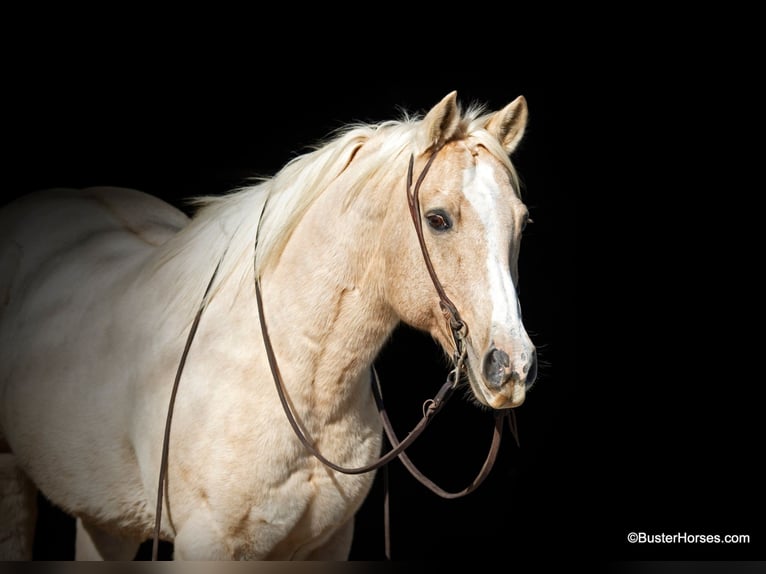 American Quarter Horse Wałach 15 lat Izabelowata in Weatherford, TX