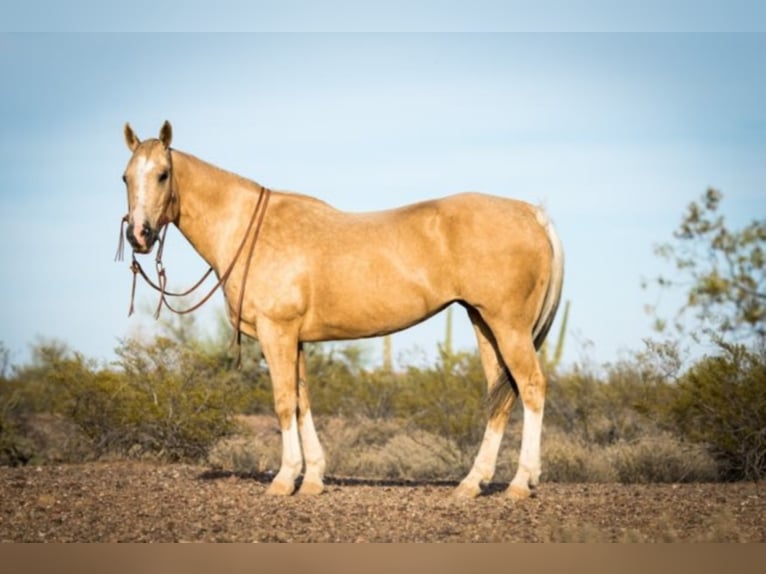American Quarter Horse Wałach 15 lat Izabelowata in Whittman AZ