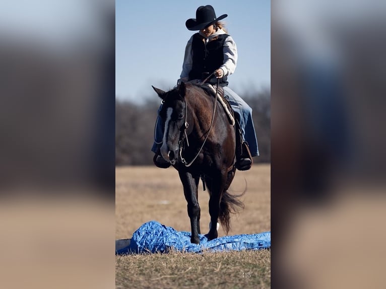 American Quarter Horse Mix Wałach 15 lat Kara in Weatherford, TX