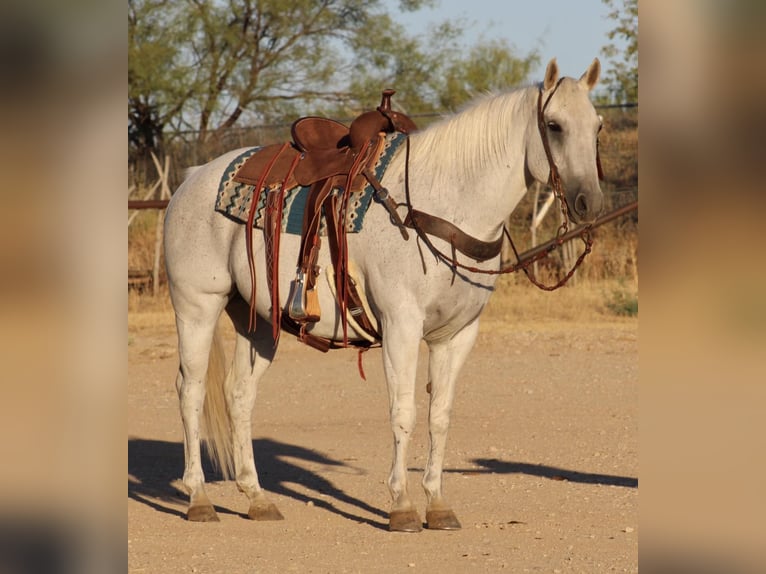 American Quarter Horse Wałach 15 lat Siwa in Eastland, TX