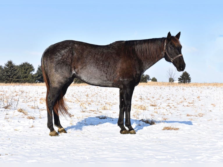 American Quarter Horse Wałach 15 lat Stalowosiwy in Baldwin, WI