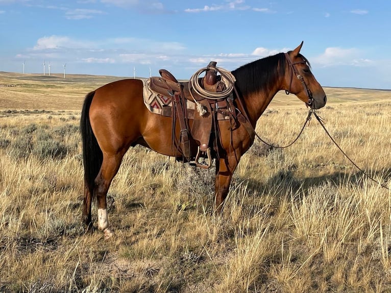 American Quarter Horse Wałach 16 lat 142 cm Gniada in Casper, WY