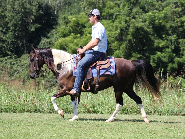 American Quarter Horse Wałach 16 lat 142 cm Tobiano wszelkich maści in Mount Vernon Ky