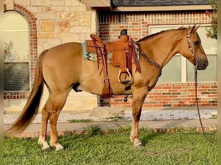 American Quarter Horse Wałach 16 lat 147 cm Bułana in Pilot Point