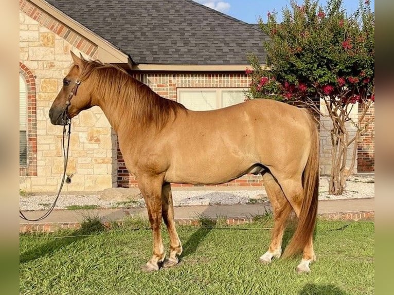 American Quarter Horse Wałach 16 lat 147 cm Bułana in Pilot Point