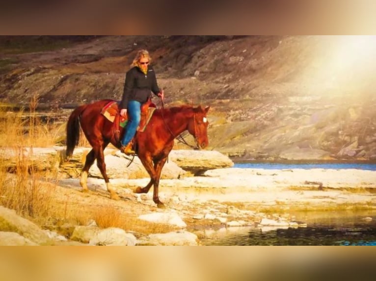 American Quarter Horse Wałach 16 lat 150 cm Cisawa in Shelbyville KY