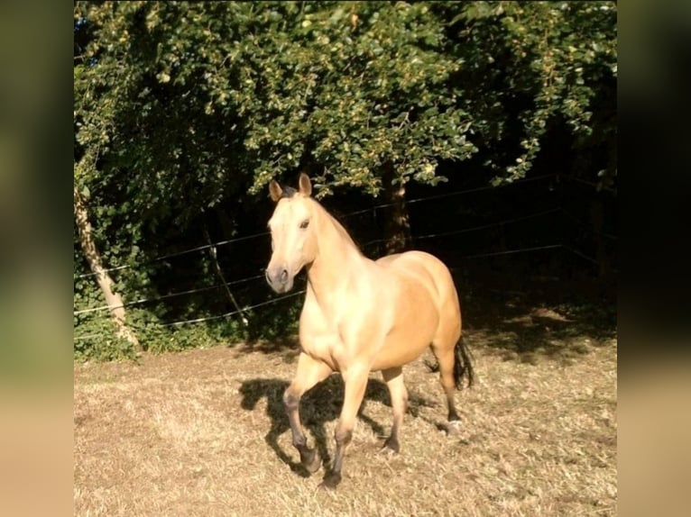 American Quarter Horse Wałach 16 lat 150 cm Jelenia in Freilassing