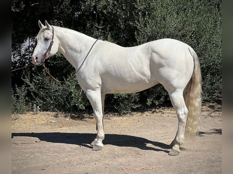 American Quarter Horse Wałach 16 lat 152 cm Siwa in Paso Robles CA