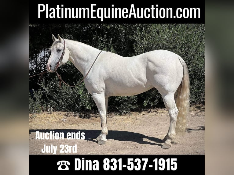 American Quarter Horse Wałach 16 lat 152 cm Siwa in Paso Robles CA