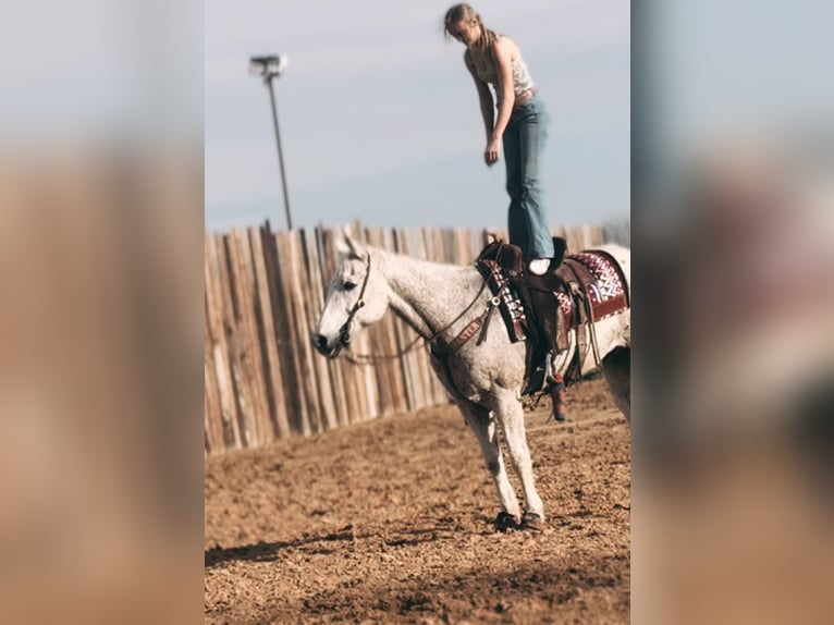 American Quarter Horse Wałach 16 lat 152 cm Siwa w hreczce in Stephenville