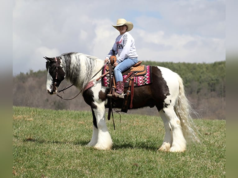 American Quarter Horse Wałach 16 lat 152 cm Tobiano wszelkich maści in Brodhead, KY