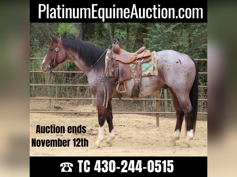 American Quarter Horse Wałach 16 lat 155 cm Gniadodereszowata in Rusk TX